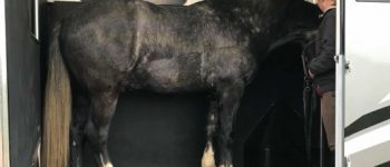 Caring for Your Horse During Travel