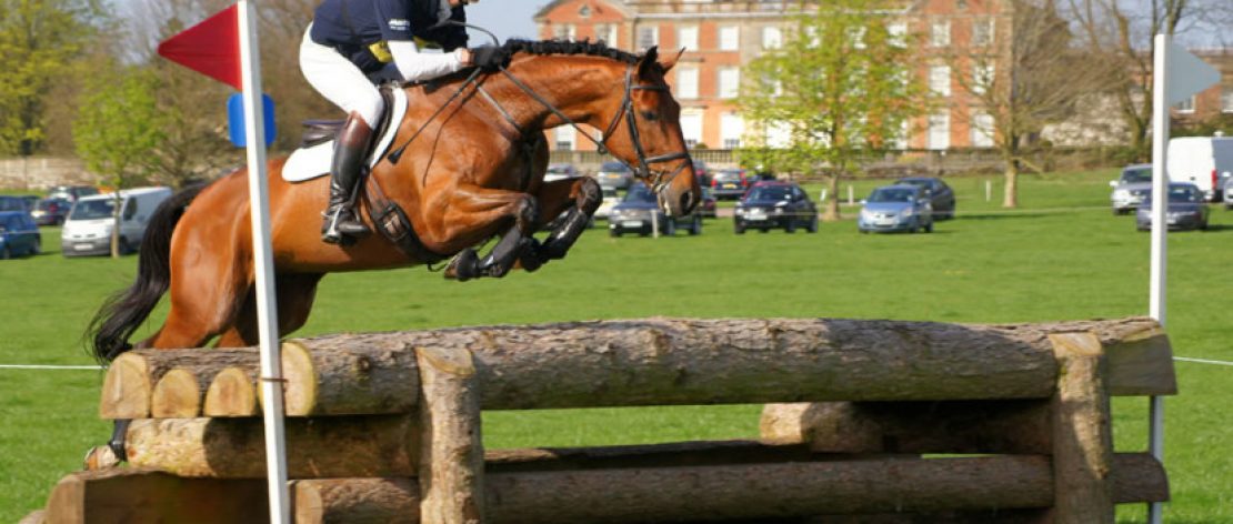Show jumping horse photo