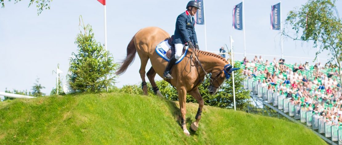 Photo of horse in show