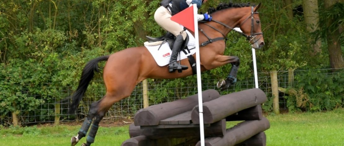 Show jumping horse photo